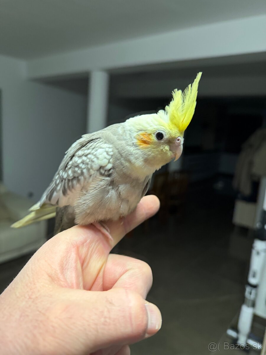 Korela Maznačik krotká - 5