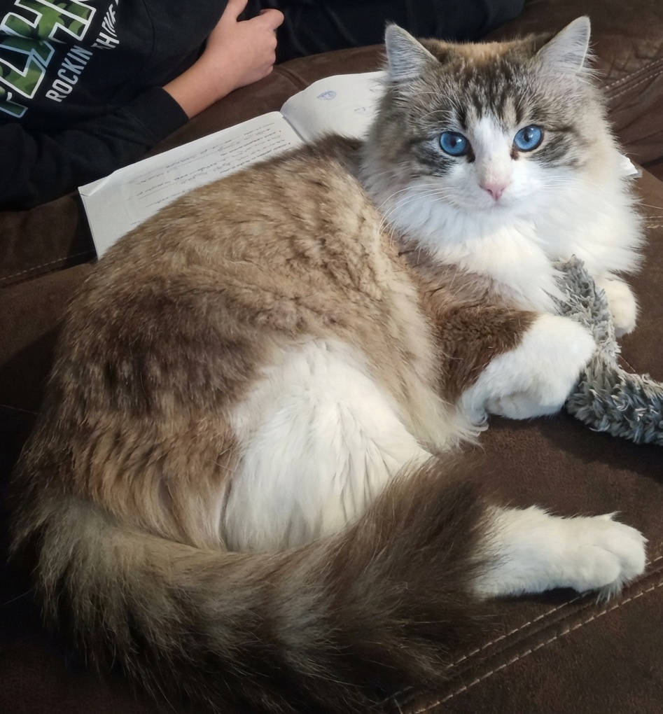 Ragdoll nádherného kocúrika. - 5