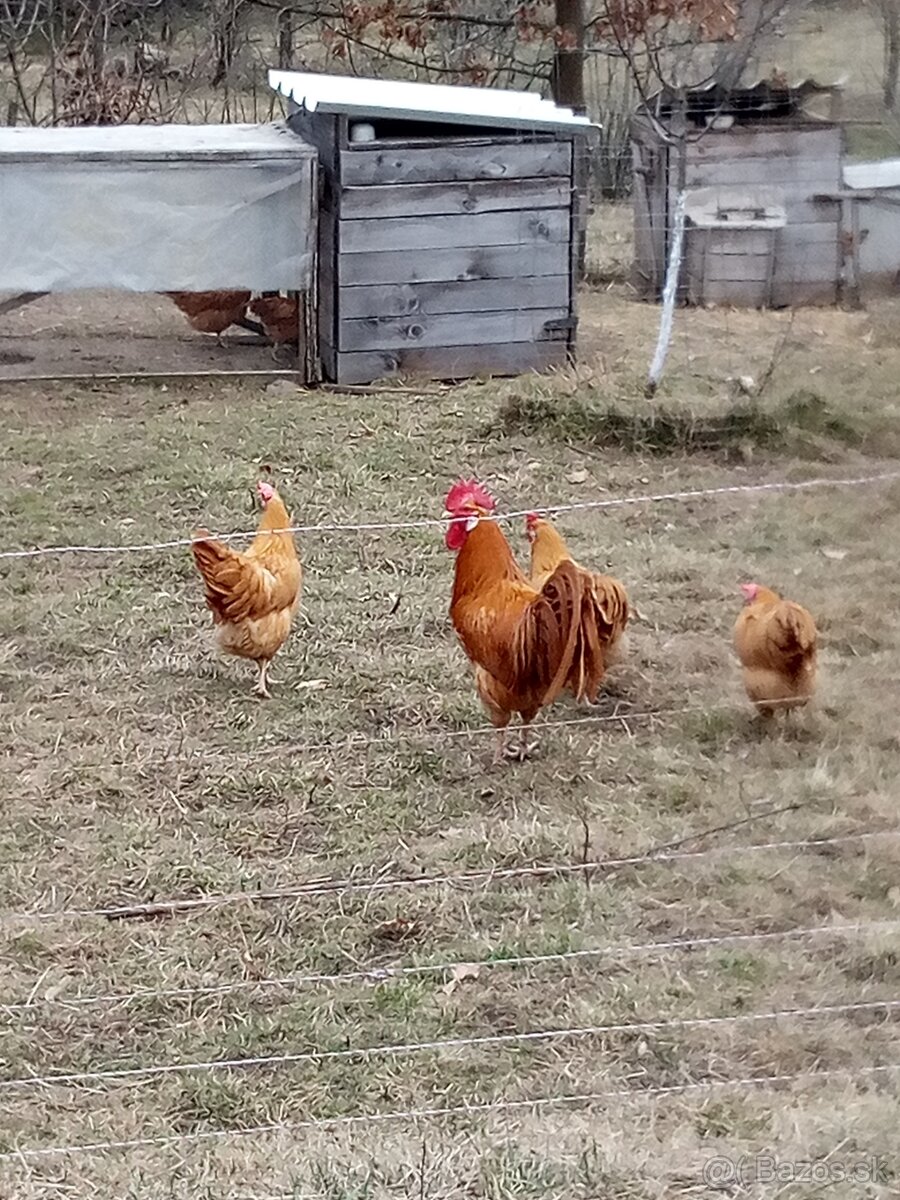 Vlašky žlté NV - 5