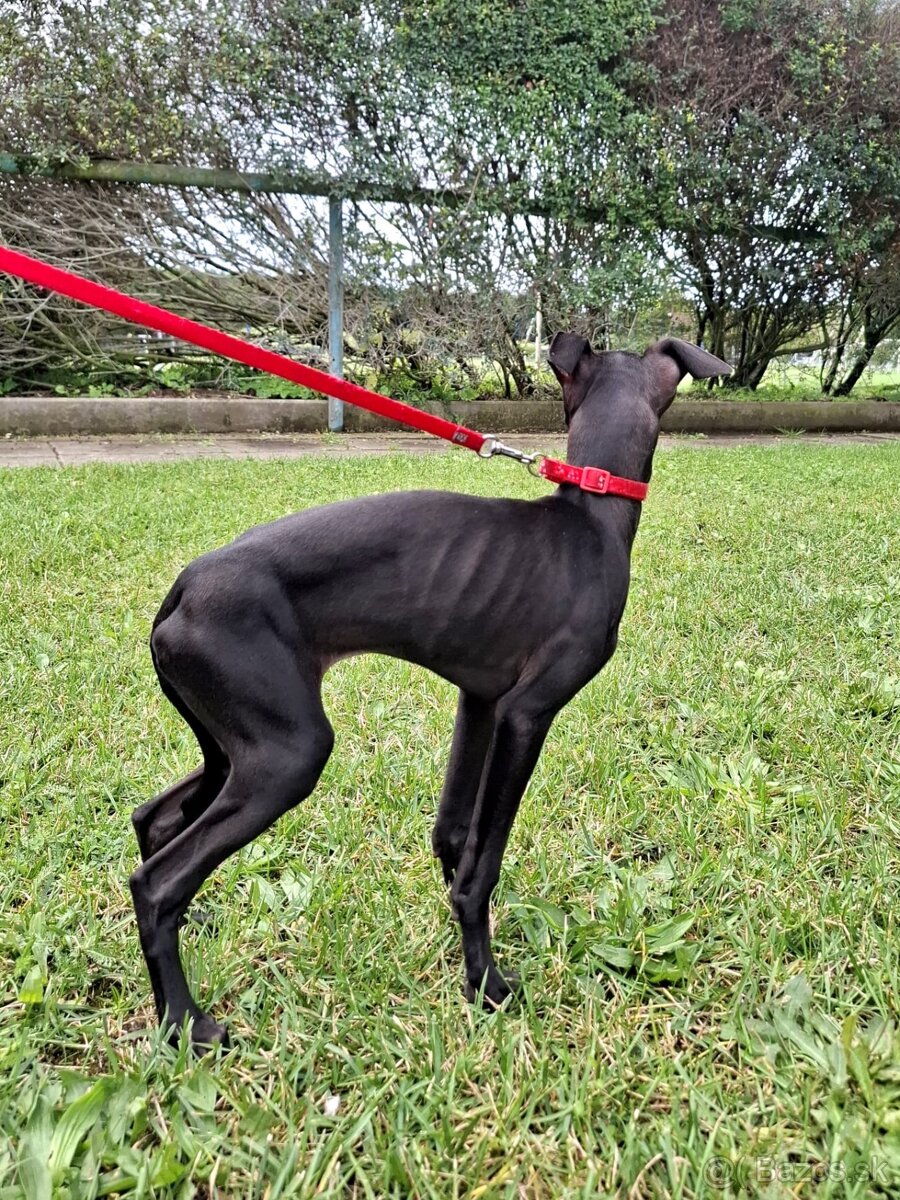 Sučka taliansky chrtik ihned k odberu - 5