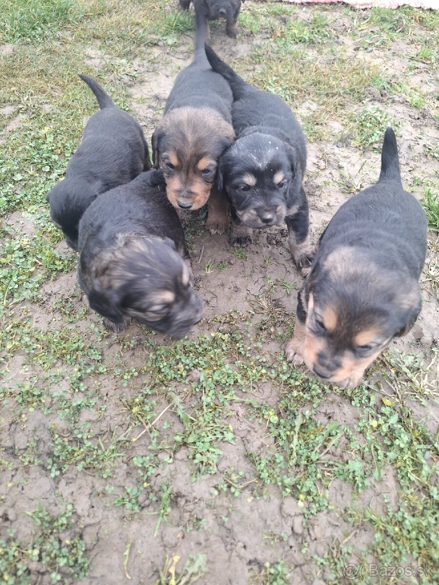 Predám šteniatka fenky - 5