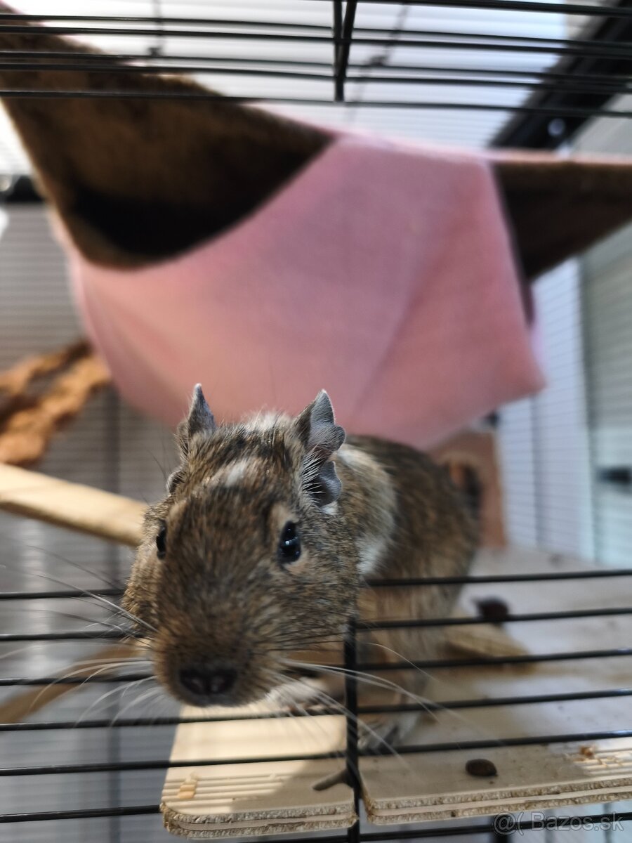 Osmak degu s komplet výbavou - 5