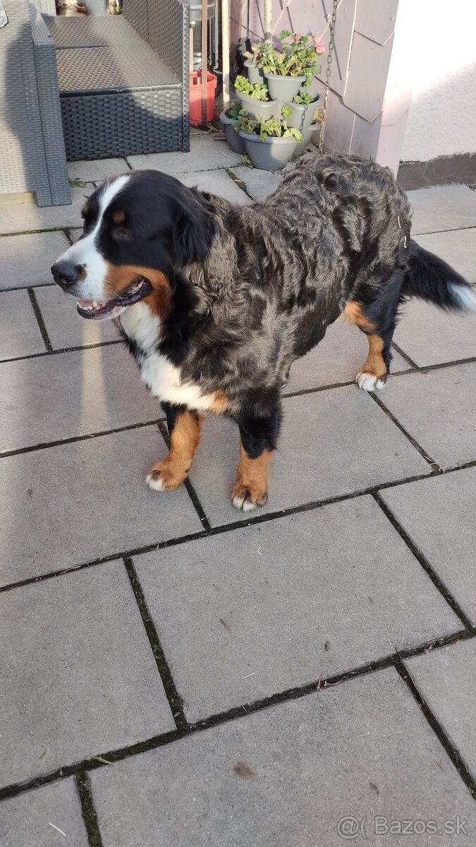 Bernský salašnický pes bez PP - 5