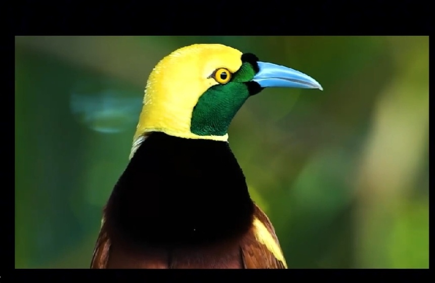 460 Lumen smart projektor - 5