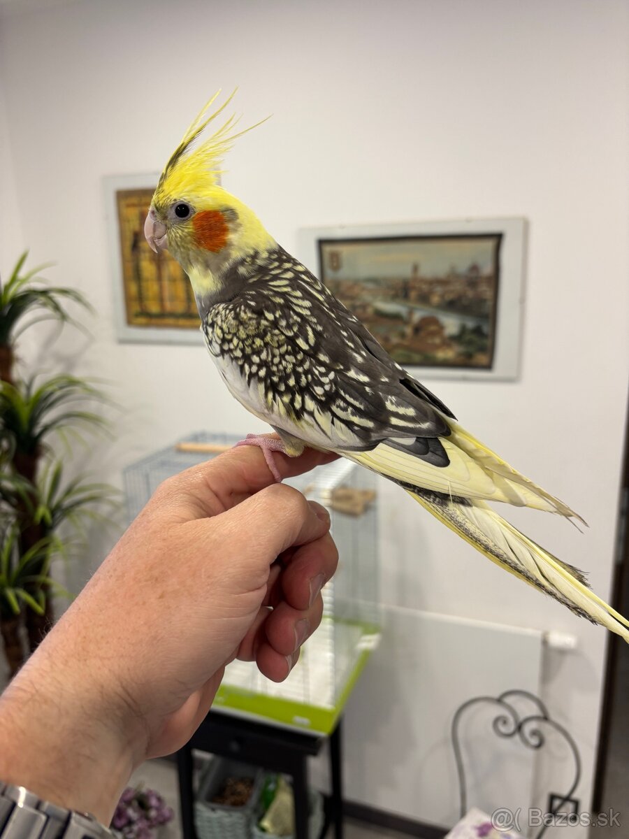 Rucne dormena korela. - 5