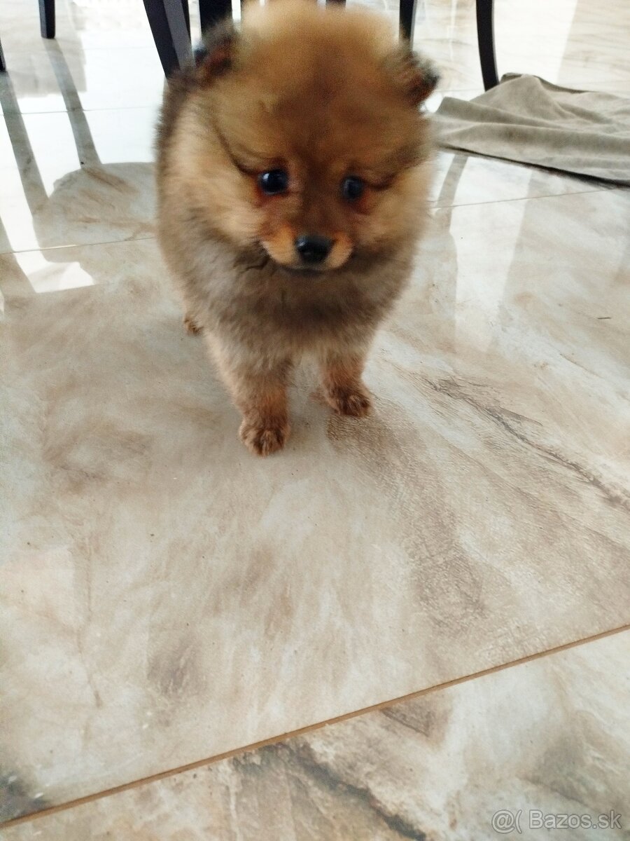 Predám pomeranian - 5
