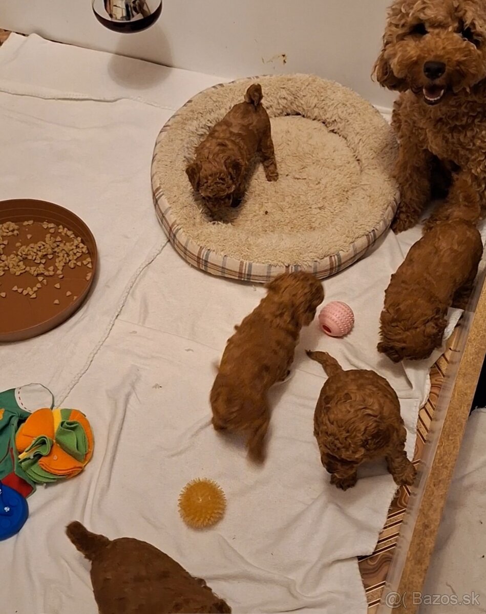 Pudlik pudel trpasličí-stredný fenky - 5