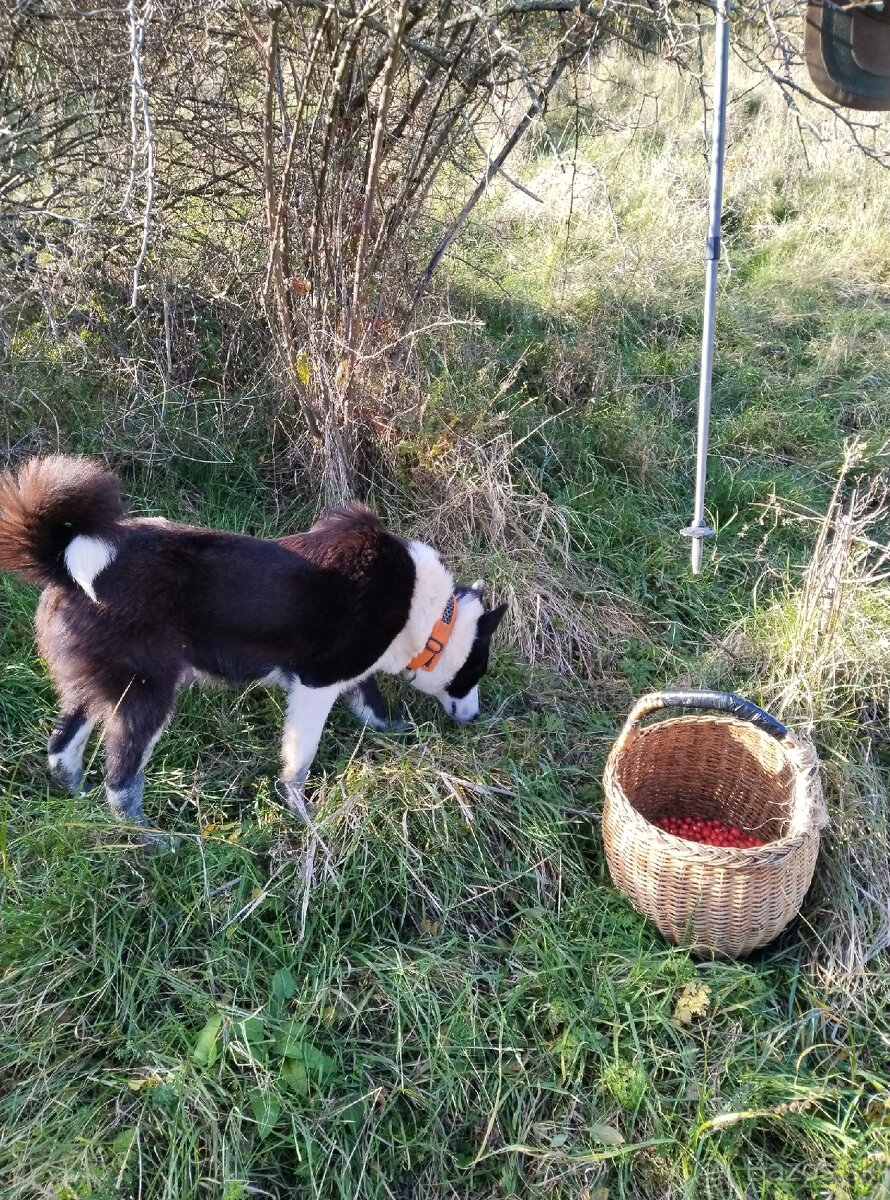 Karelsky Medvedí Pes - 5