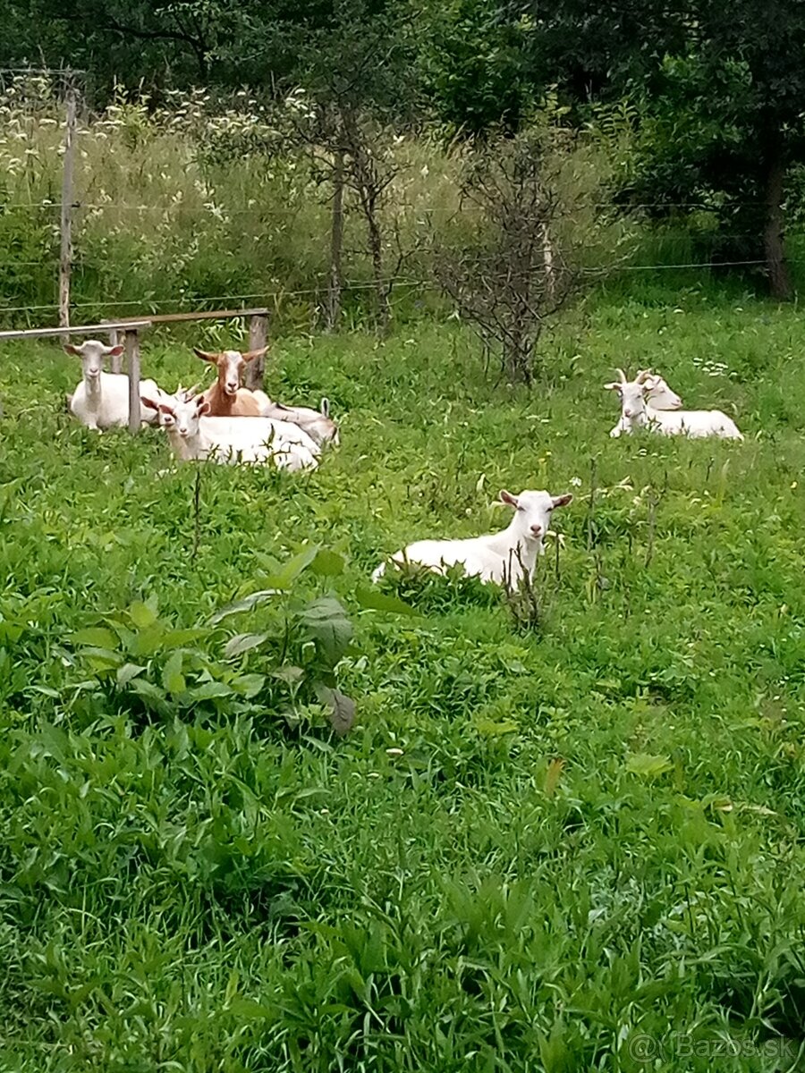 Brigáda v prirode - 5