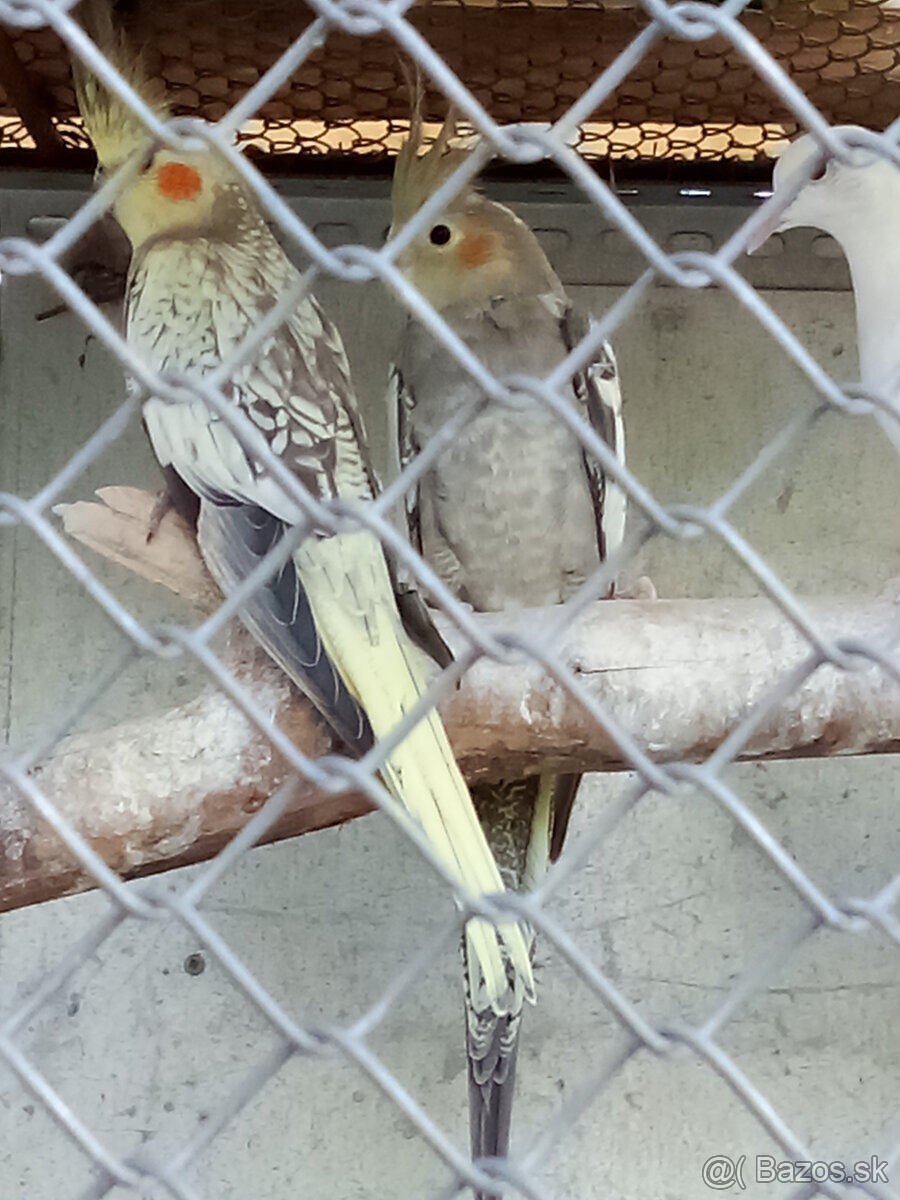 Korely -krúžkované - 5