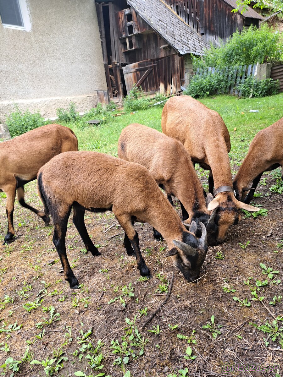 Kamerunské ovce - 5