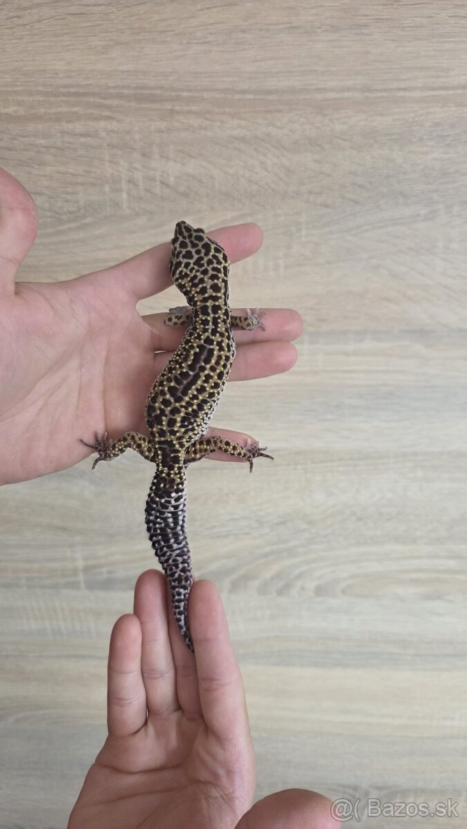 Gekončík nočný (Eublepharis macularius) - 5