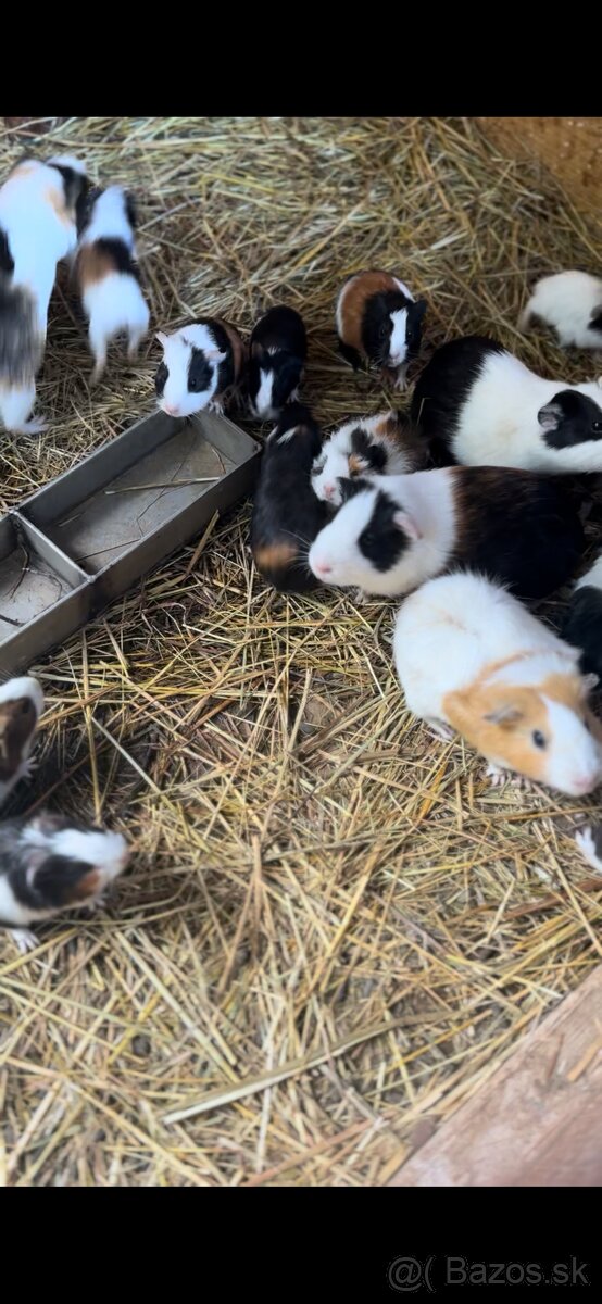 Marca morčatá, morské prasa - 5