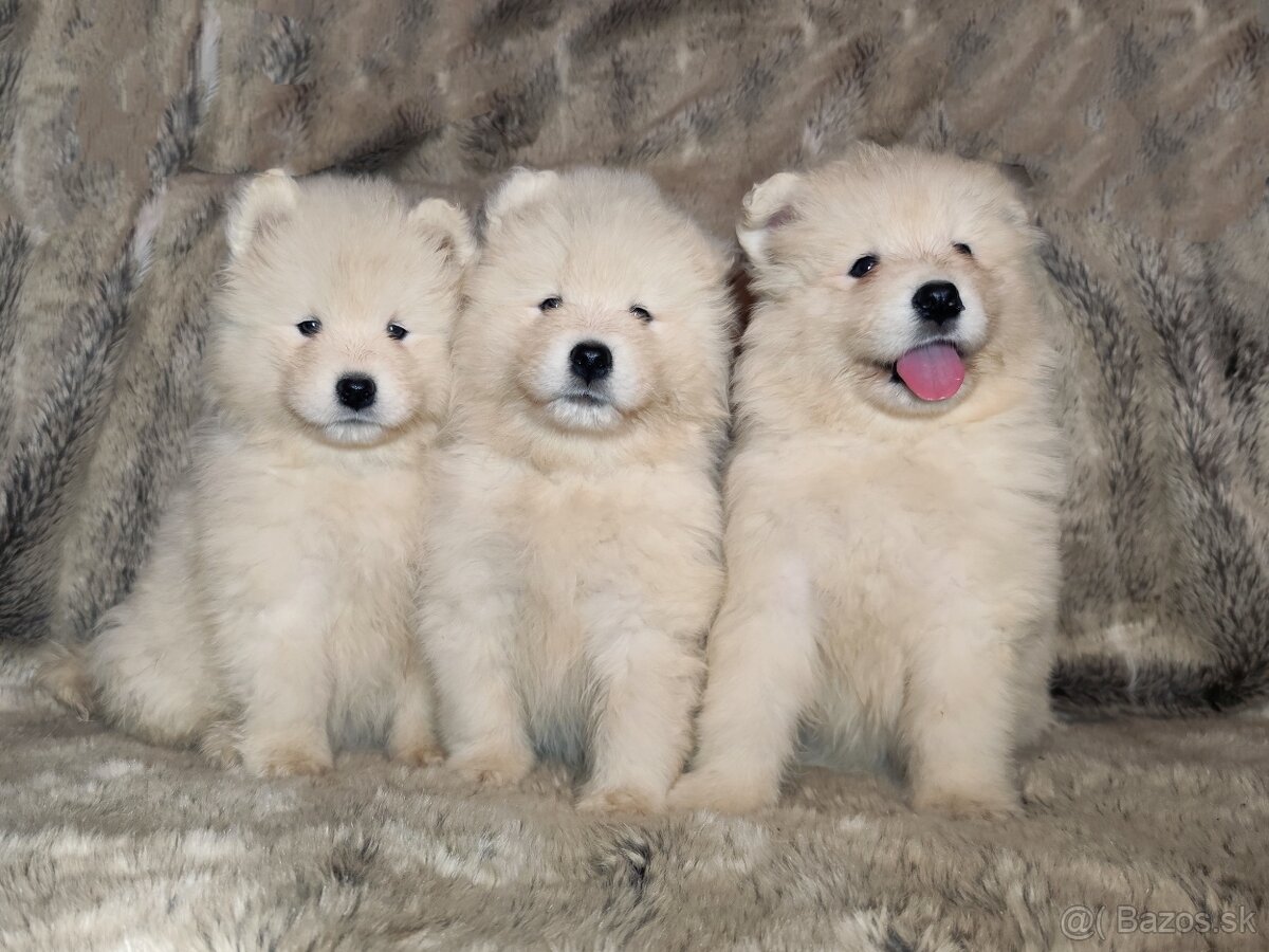 SAMOJED ŠTENIATKA S RODOKMEŇOM - 5