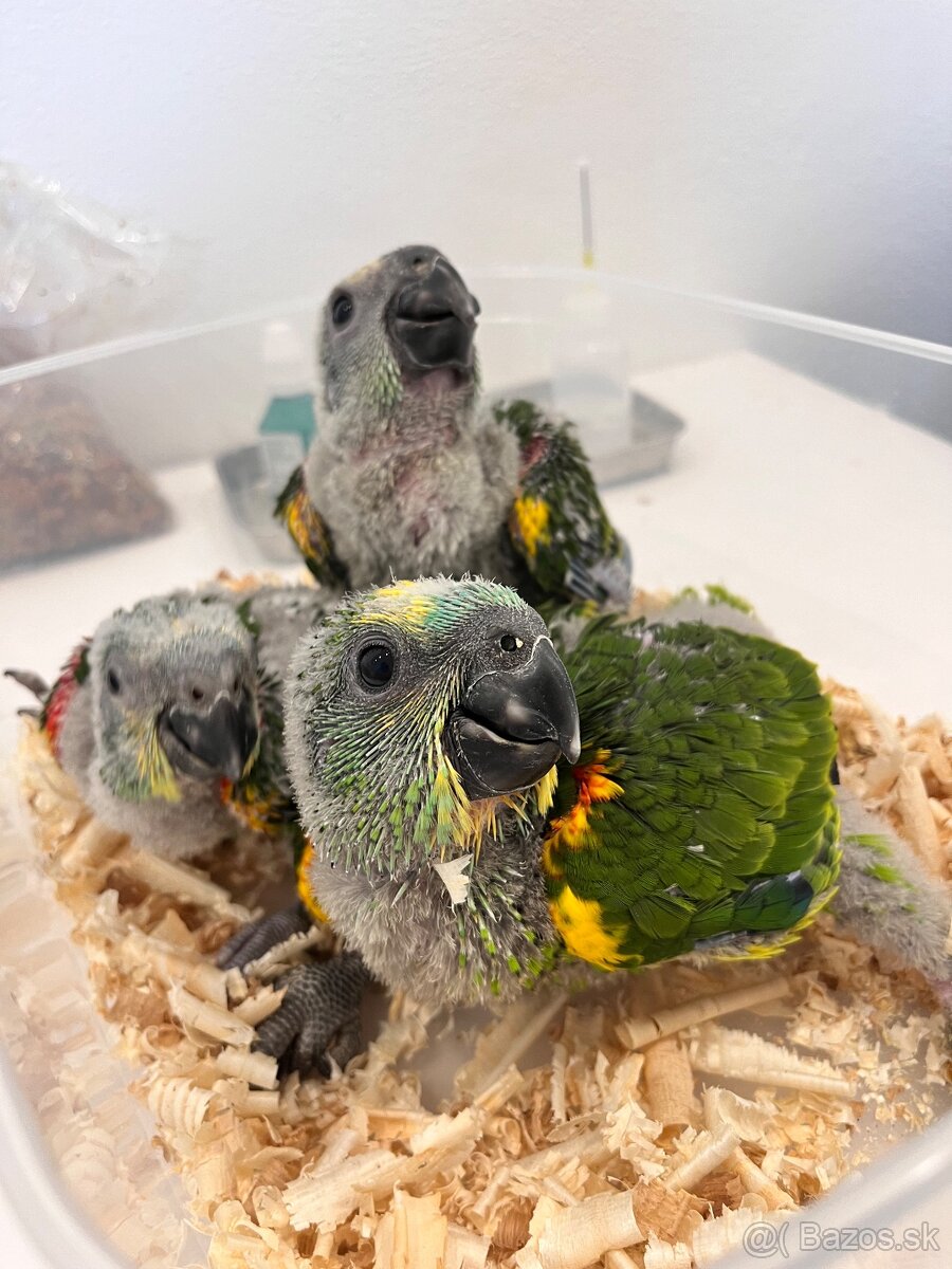 Amazoňan modročelý chovný pár - 5