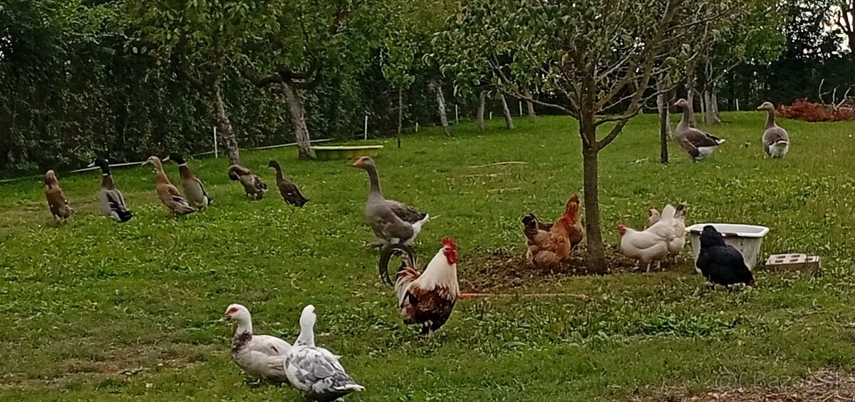 Predám sliepky, kohúta, kačicu,husy .. - 5