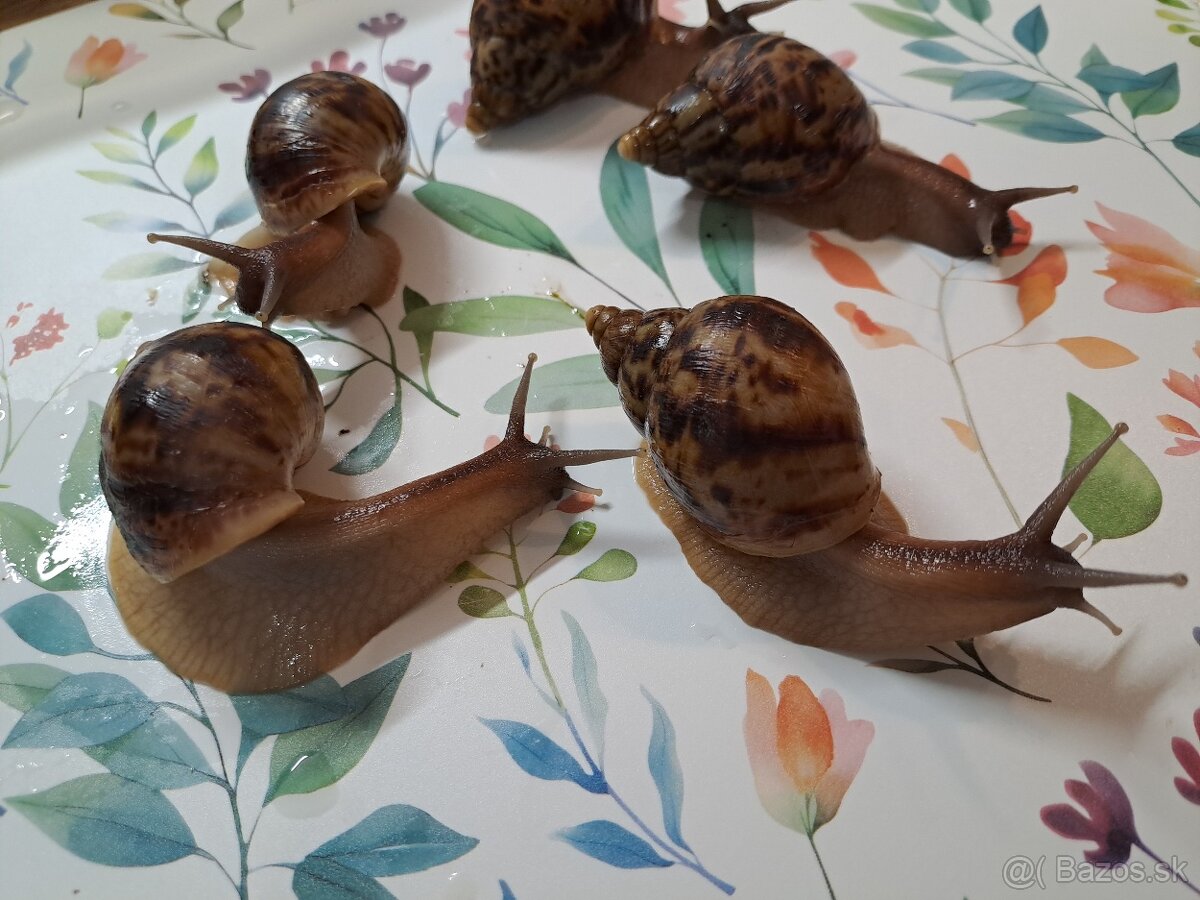 Lissachatina reticulata klasik - 5