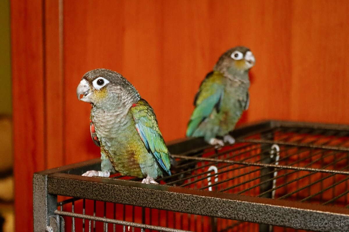 Pyrura perlata - ručný dokrm - 5