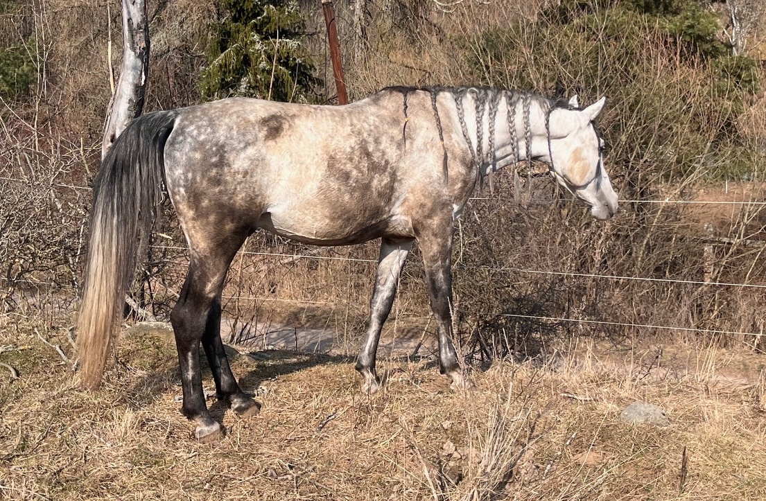 Pripúšťanie Shagya arab - 5