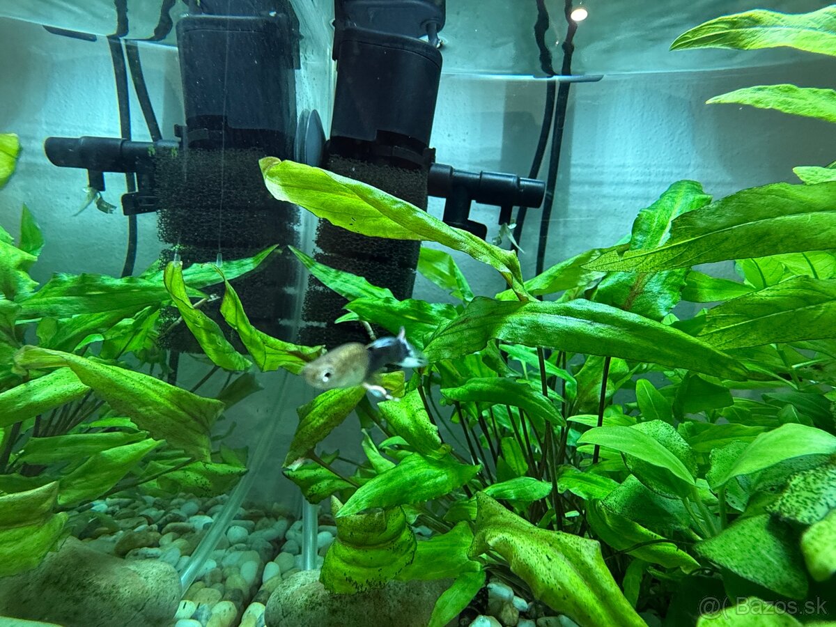 Aquarium-zabehnuté - 5