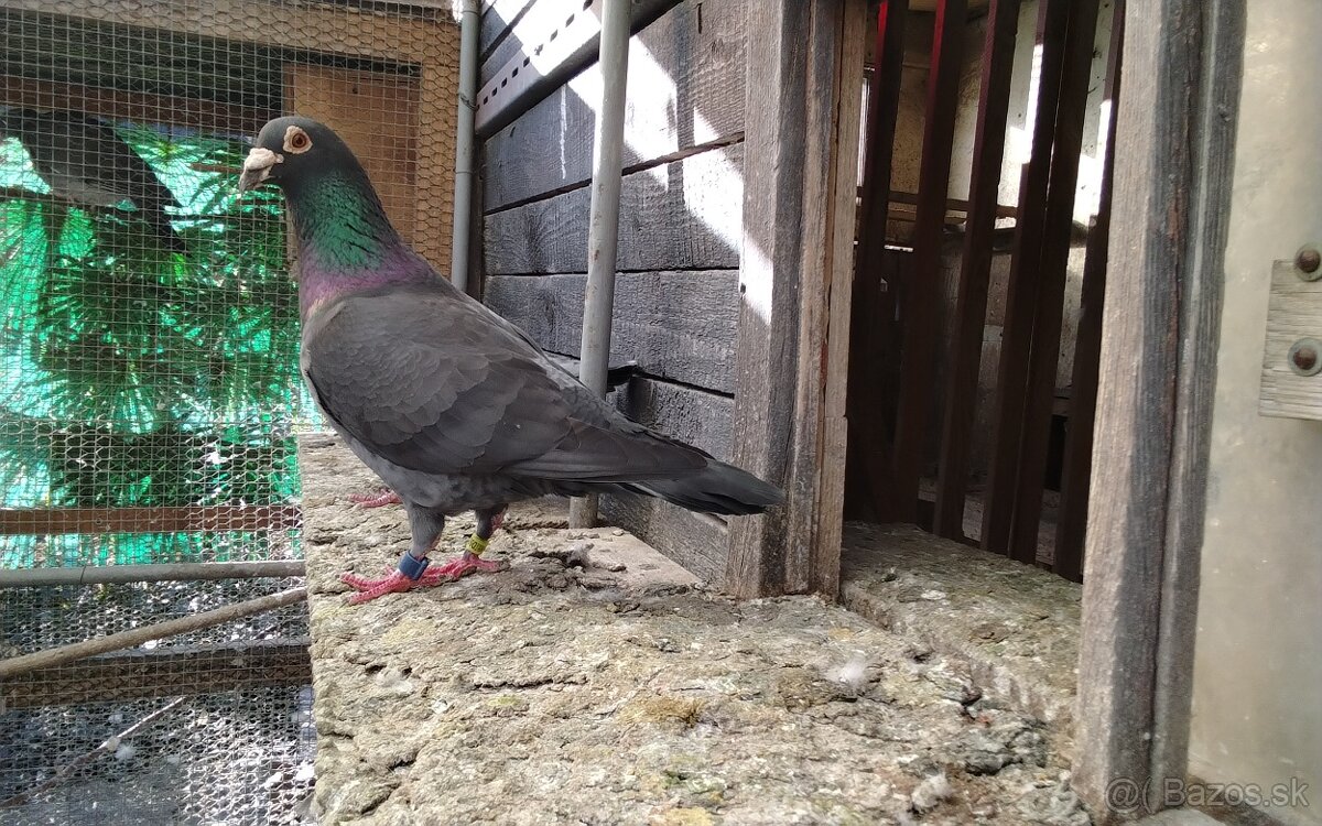 Poštové holuby - 5