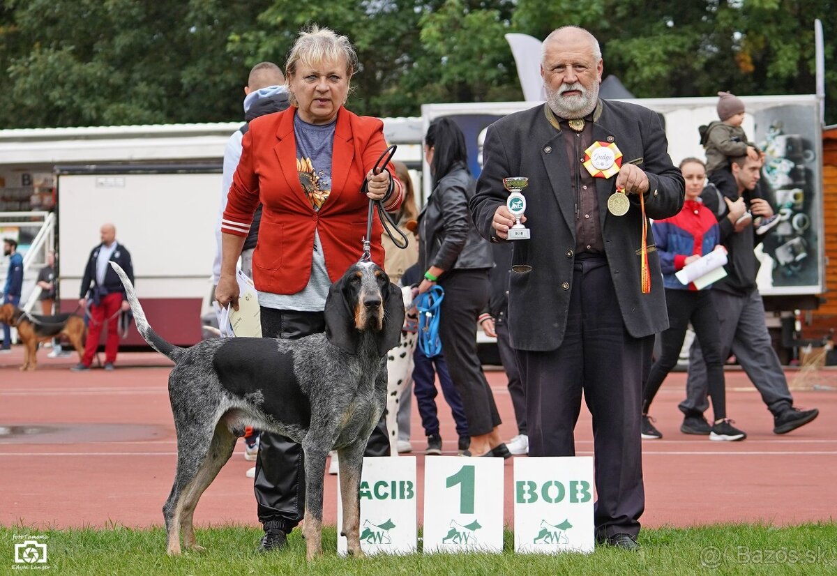 Velký gaskonský pes Grand Bleu de Gascogne s PP FCI - 5