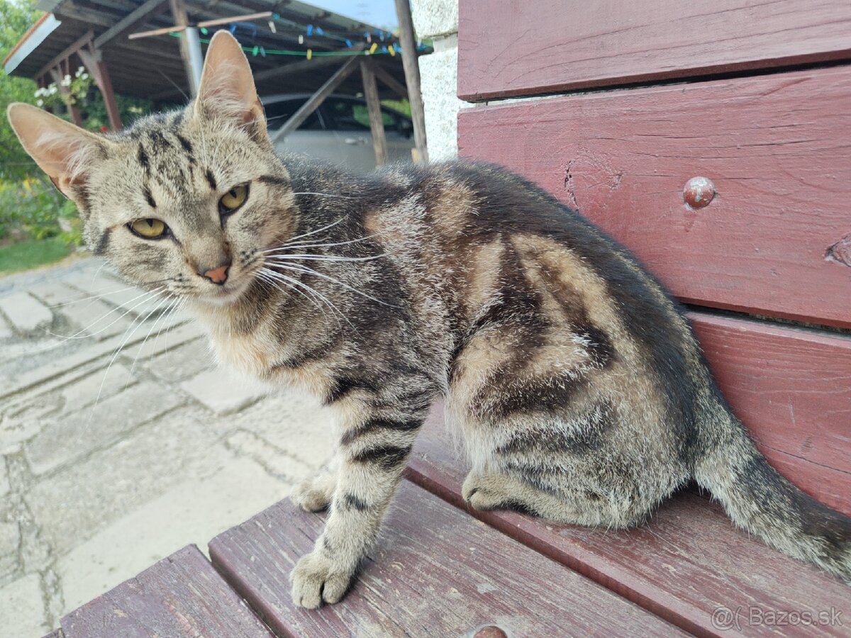 Kocúrik do dobrých rúk pre deti krásny tygrovany - 5