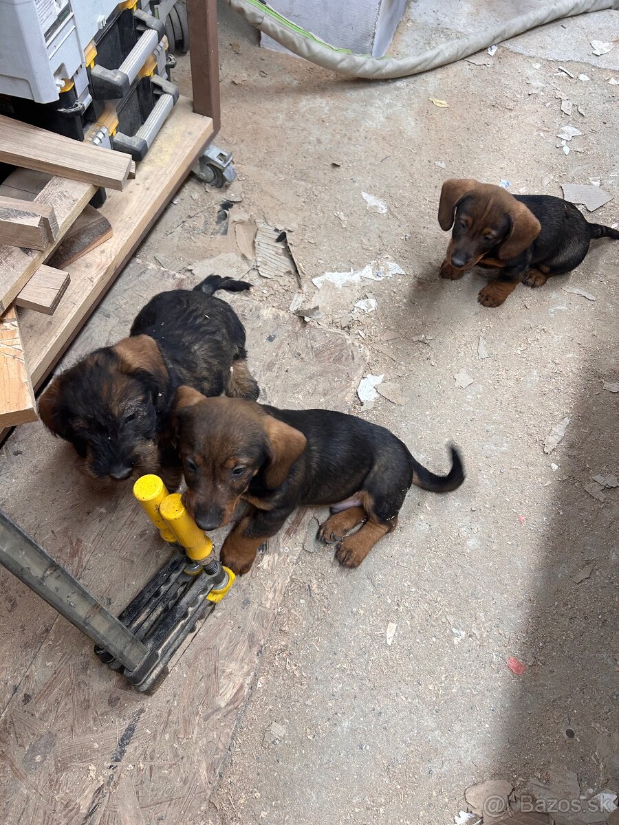 Jazvečík Hrubosrstý - 5