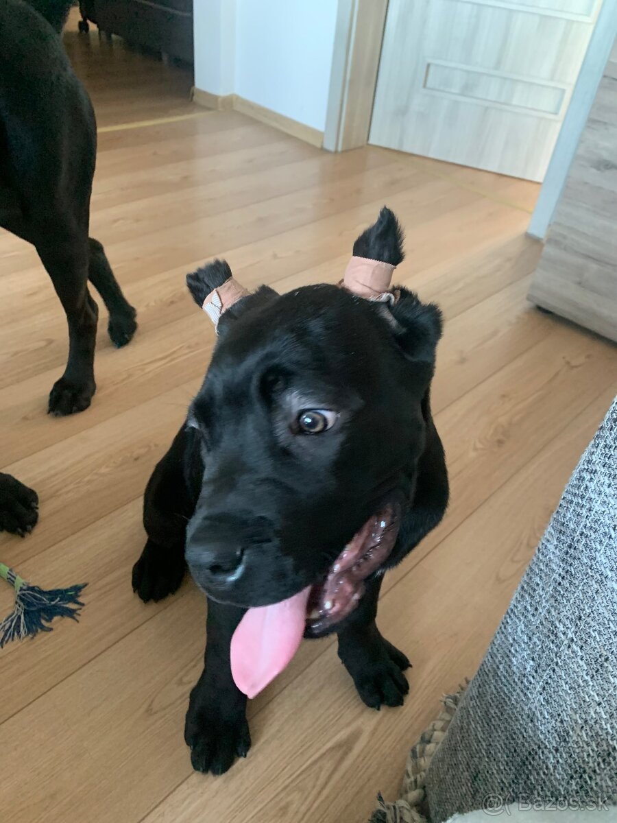 Cane corso - pes na krytie - 5