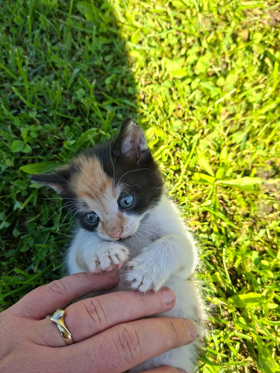 Mačiatka - 5