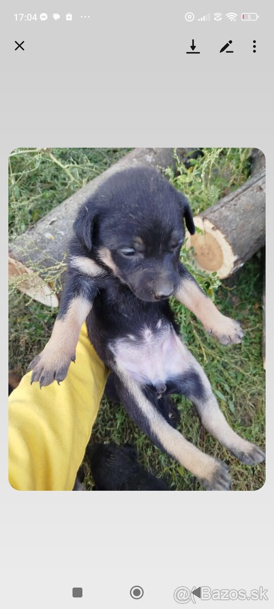 darujem šteniatko - 5