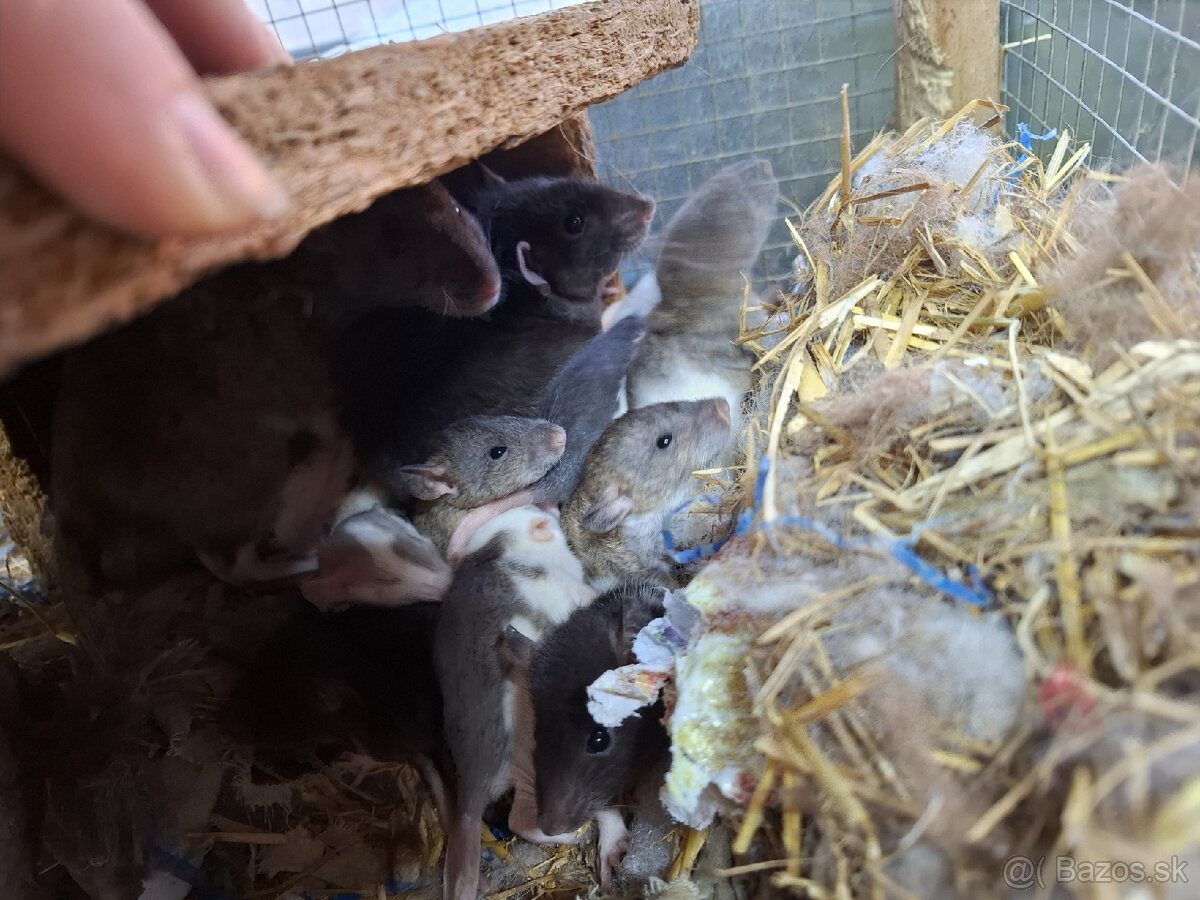 Dumbo velveteen potkany - 5