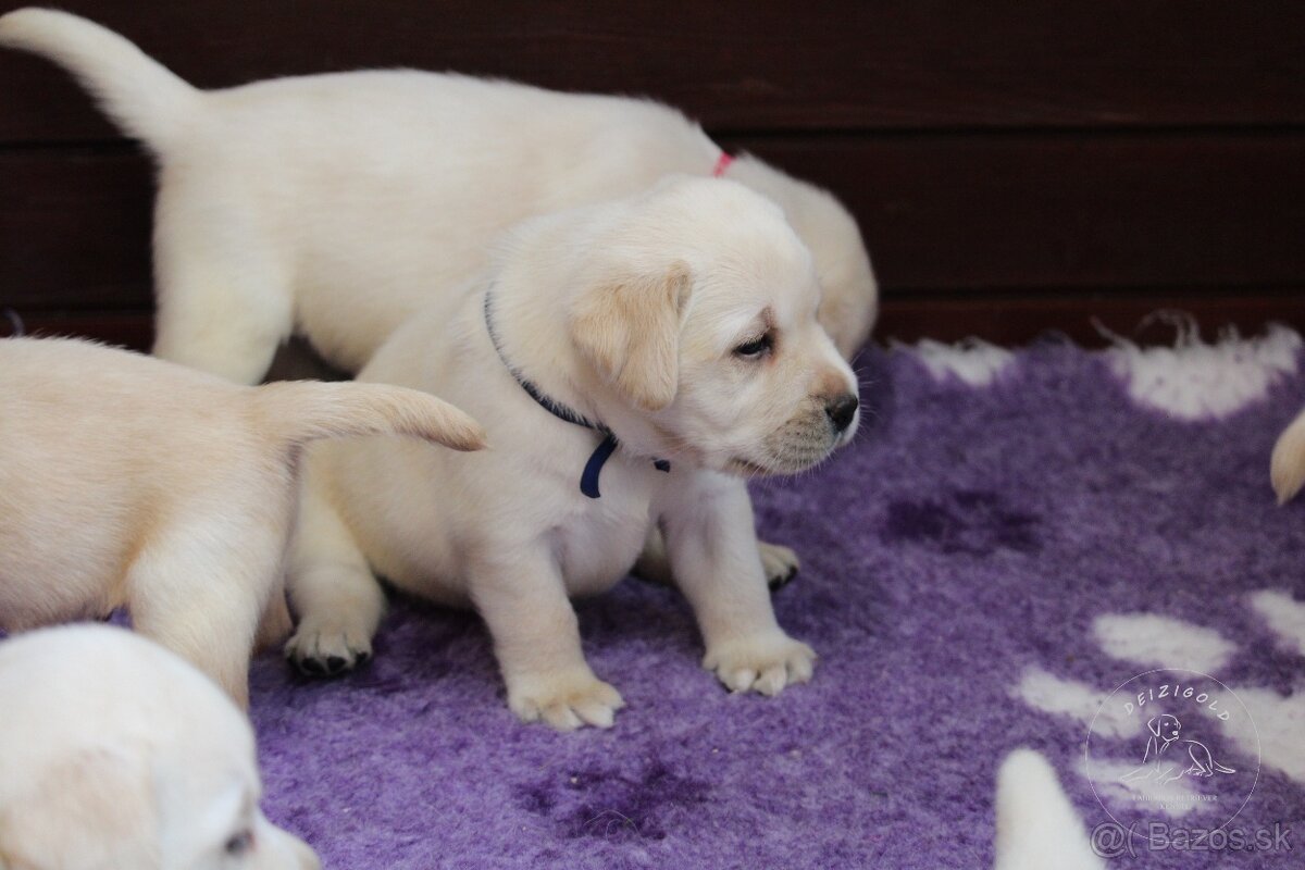 Labrador s rodokmeňom pôvodu - 5