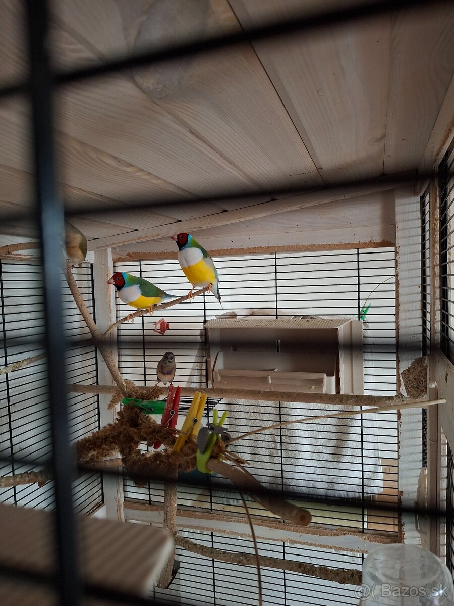 amadina gouldová - 5