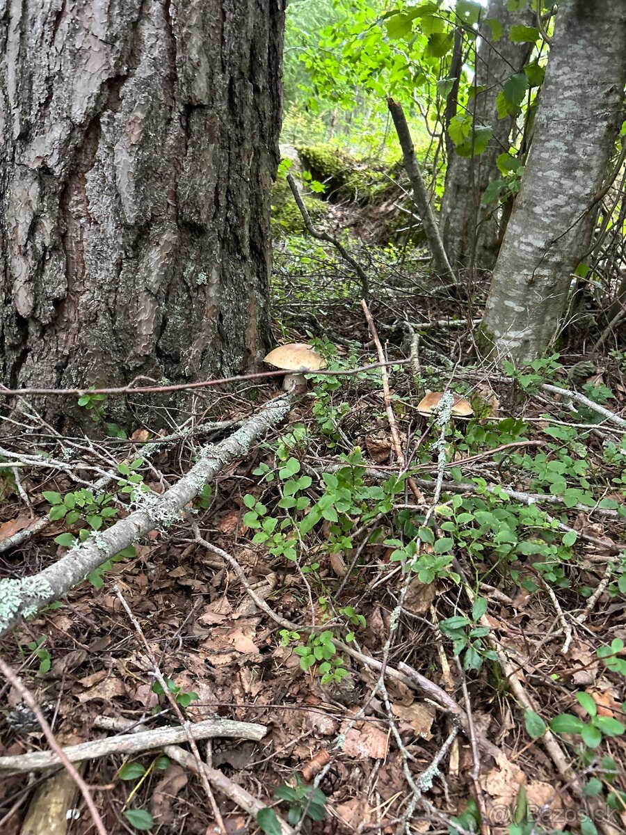 Kozaky dubaky a aj mix týchto dvoch druhov - 5