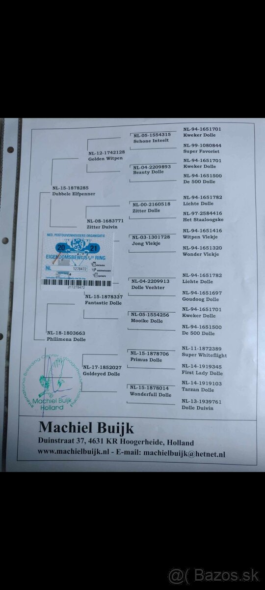 Predám poštové holuby - 5