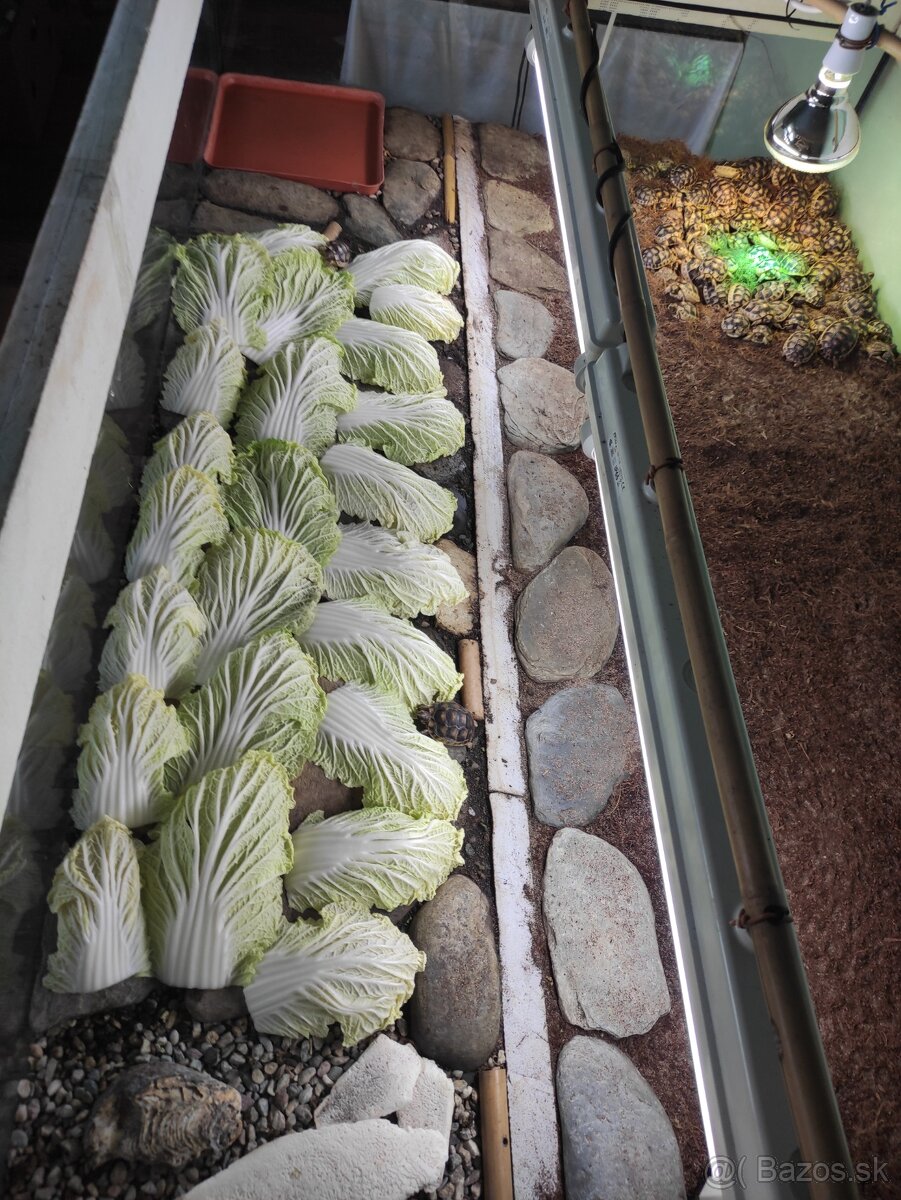 Suchozemská korytnačka-môj odchov 2025 - 5