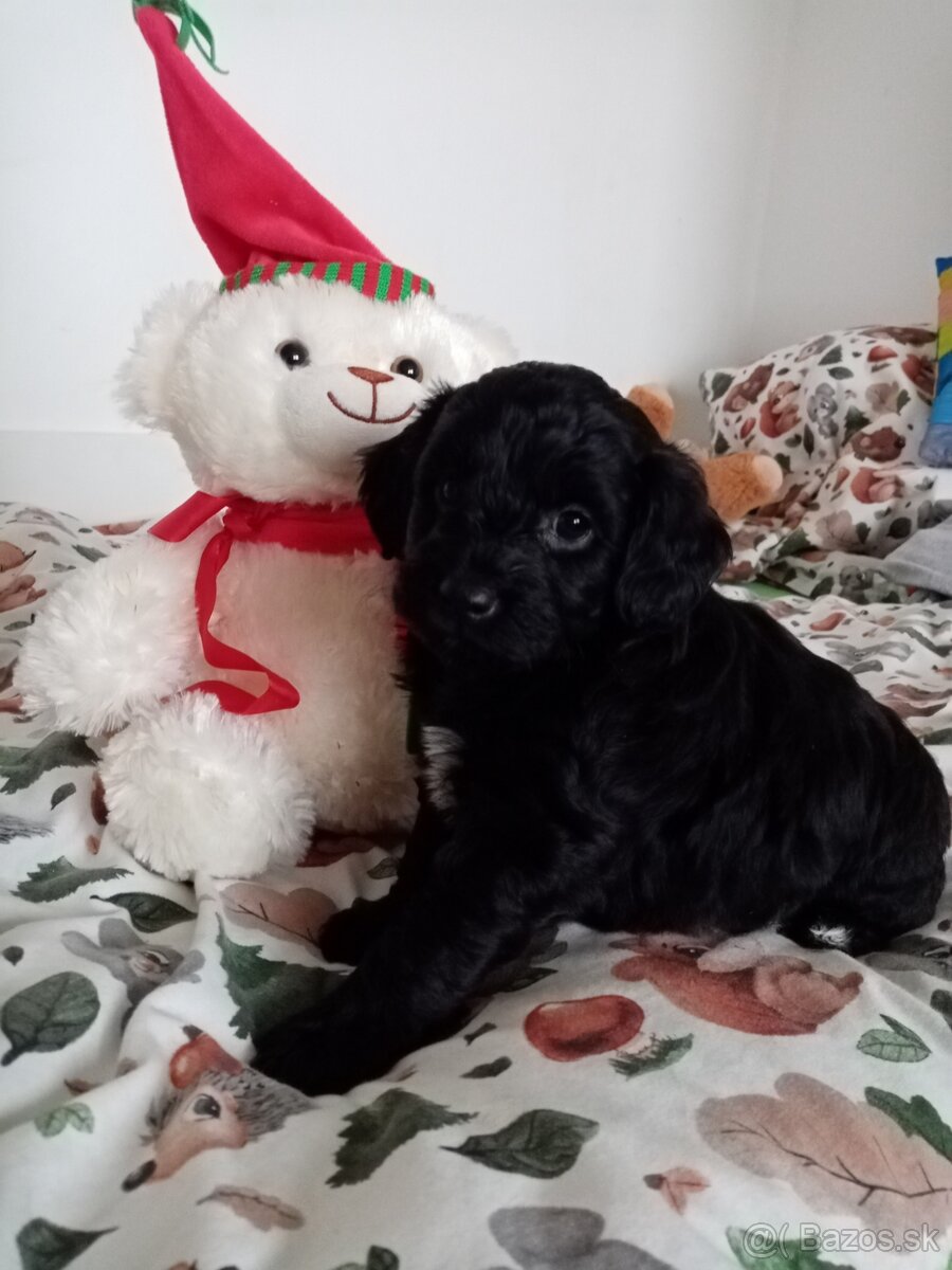 Krížence pudlíka - 5