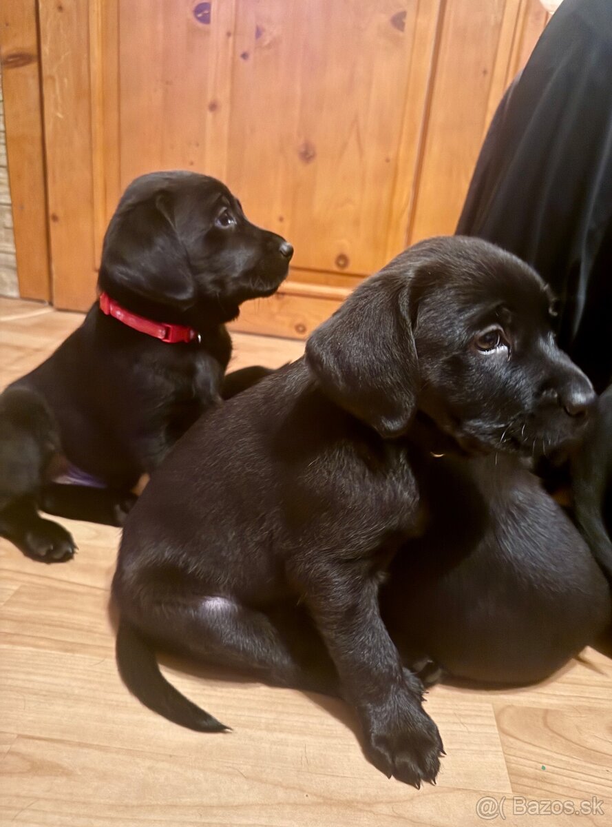 Šteniatka LABRADORA - 5