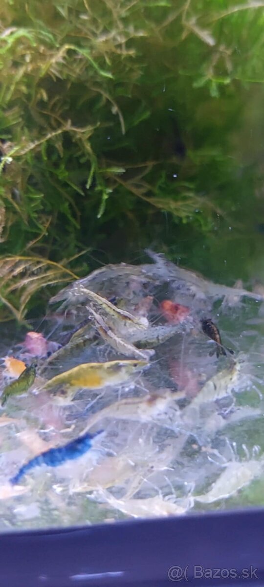 Predám sladkovodné krevetky MIX - 5