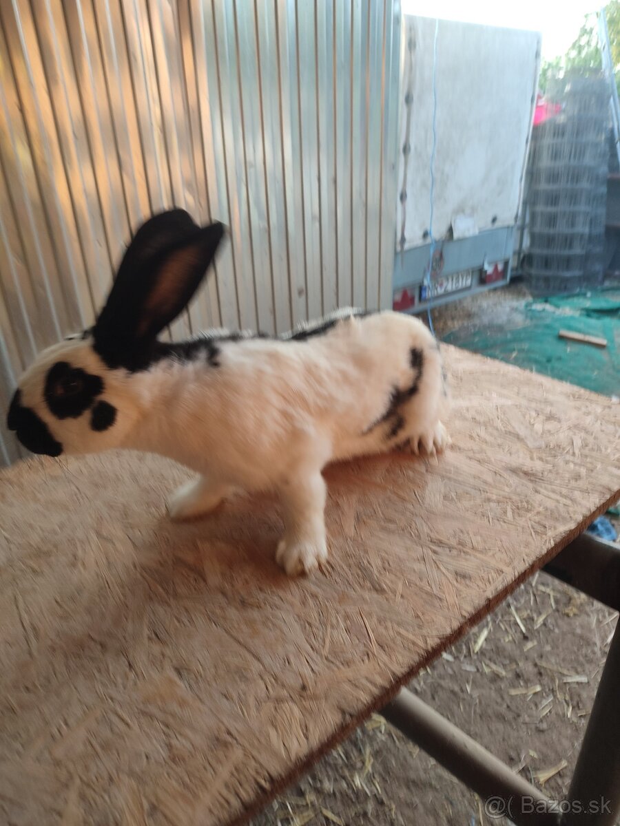 Nemecký obrovitý strakáč - 5