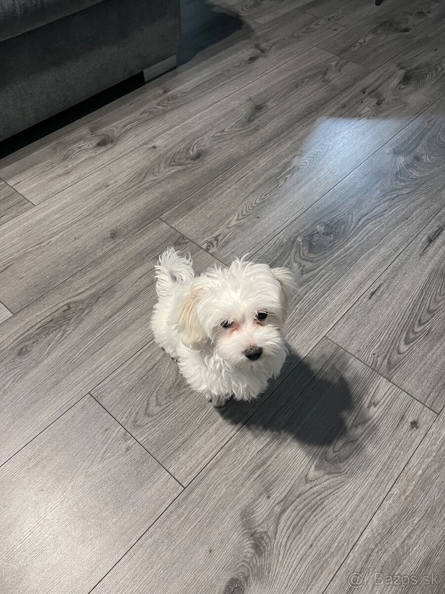 Predám Šteniatko Čistokrvneho Maltezaka - 5