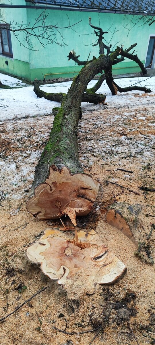 Predám zrezaný kmeň čerešne - 5