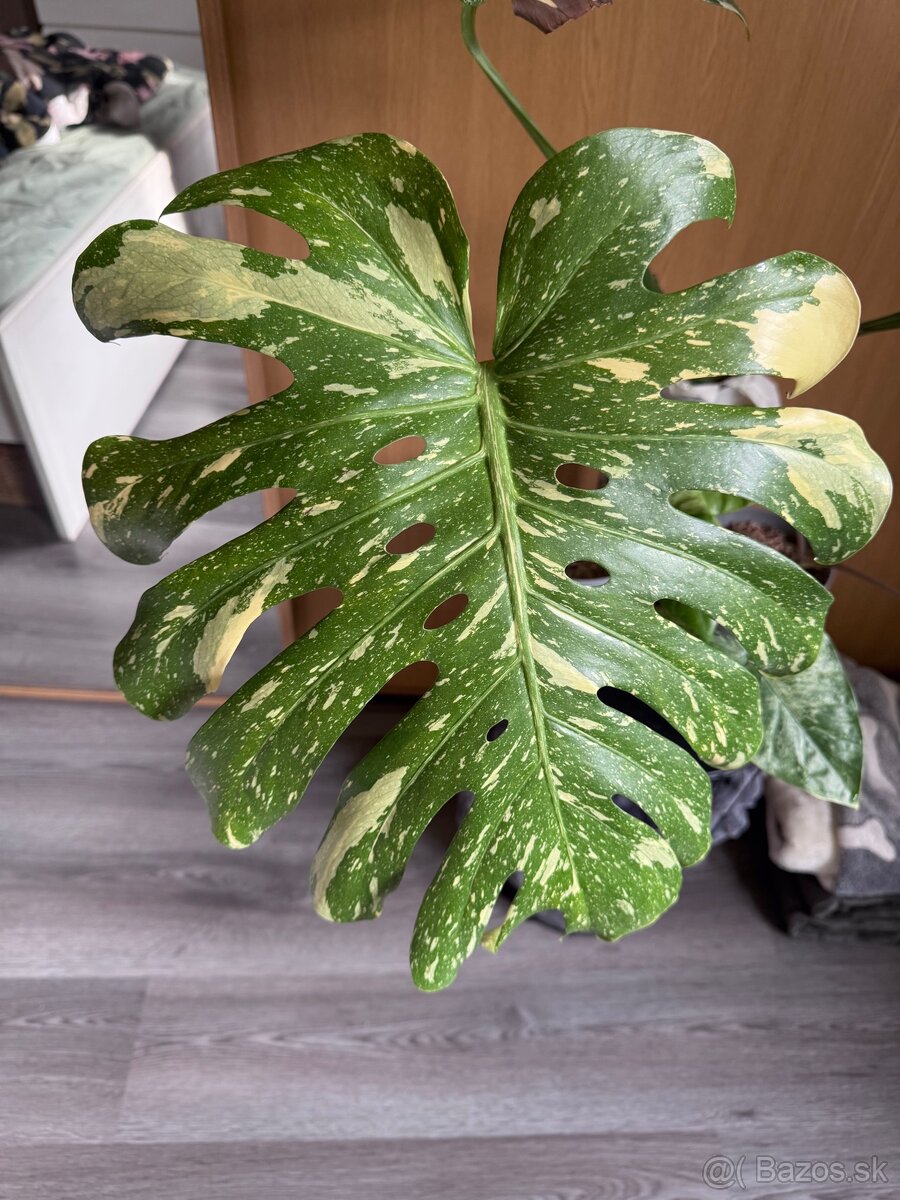 monstera thai vrcholovy odrezok - 5