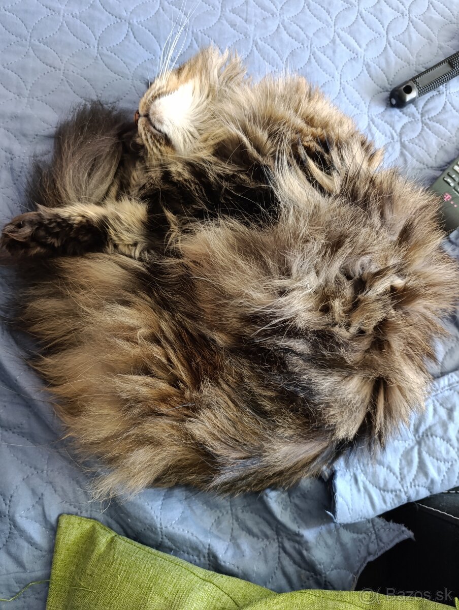 Mainská mývalia mačka bez PP - 5