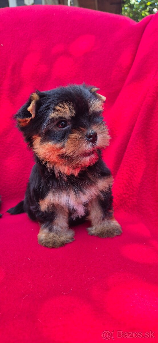 Yorkshirsky terier - 5