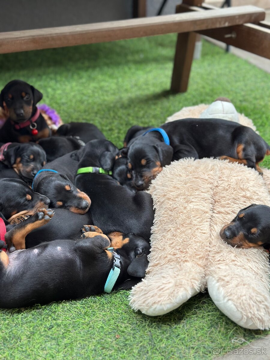 Šteniatka dobermana - 5
