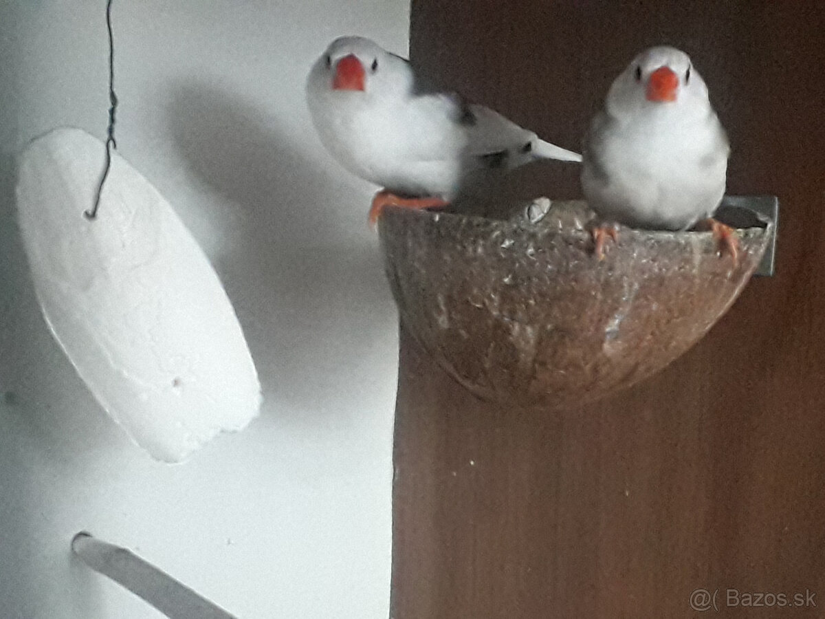 predám andulky a zebričky - 5