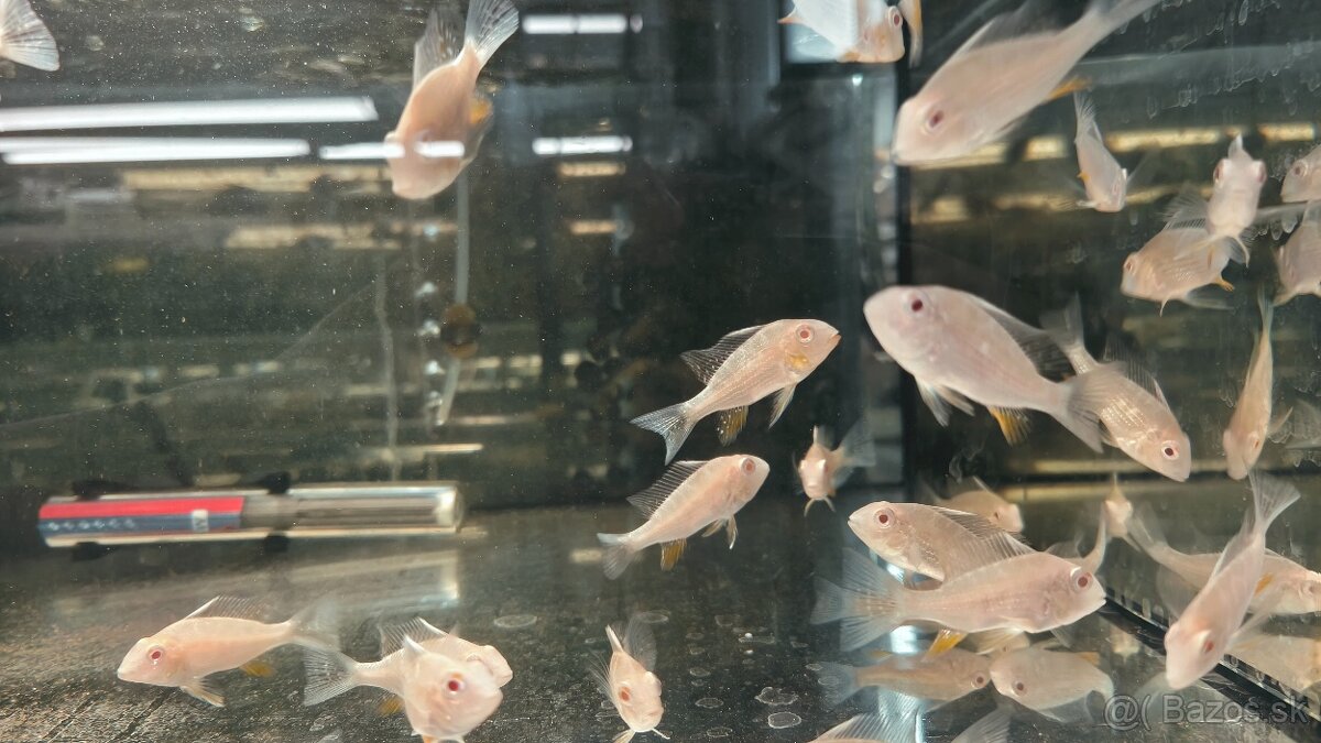 Akara Heckelli albino ,Heckeli - 5