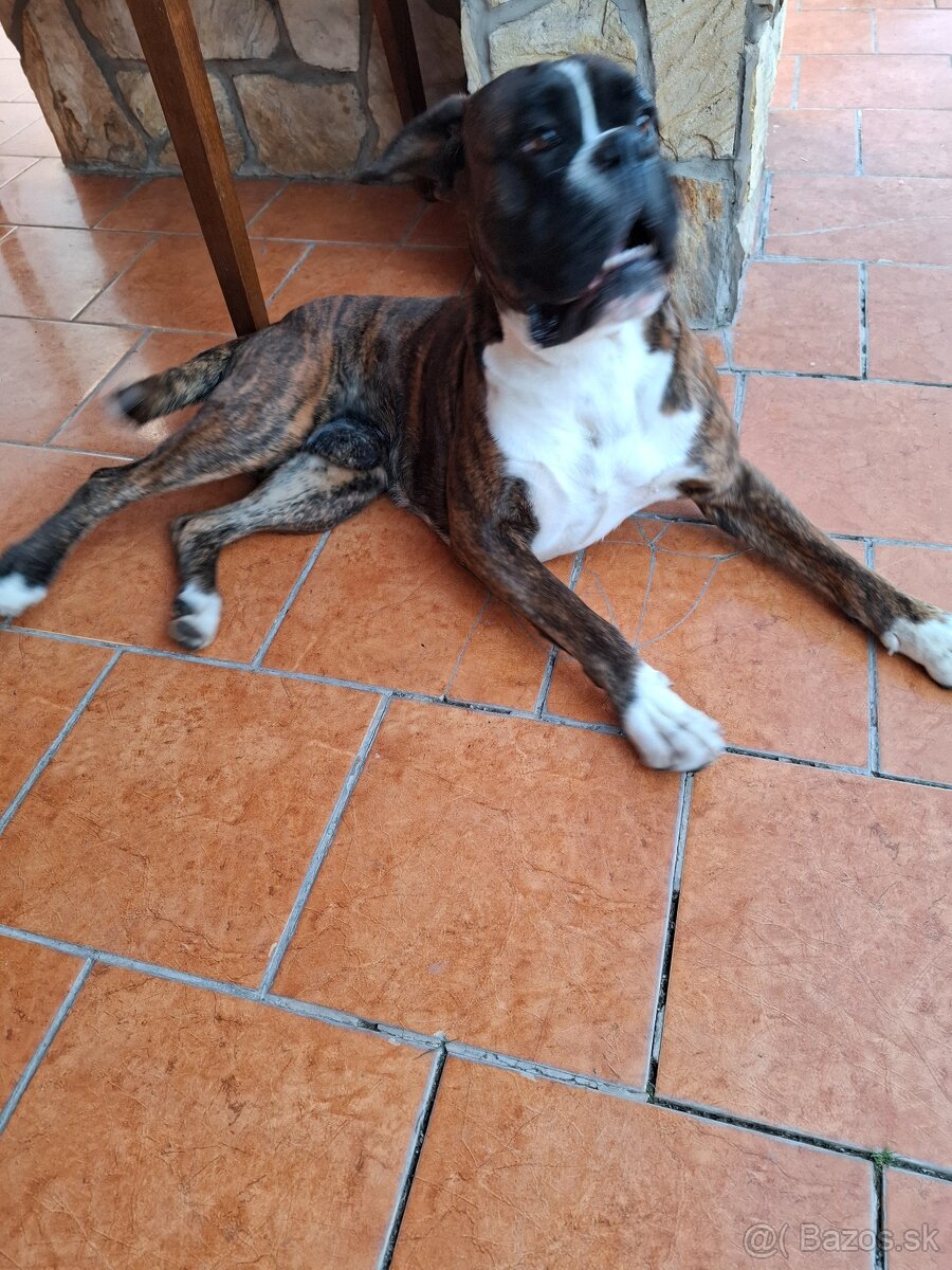 Nemecký boxer Capa Negro na krytie - 5